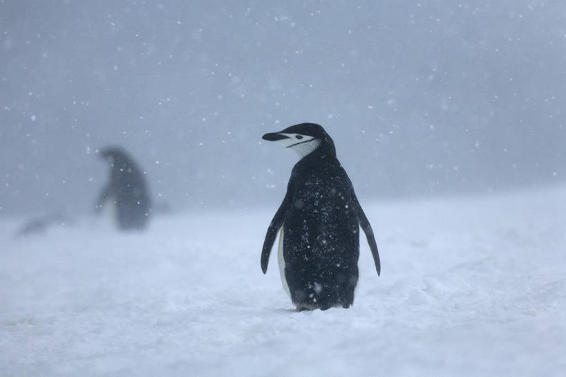 无人,横图,室外,白天,旅游,度假,美景,雪,暴风雨,企鹅,野生动物,鸟类,地形,景观,下雪,天气,娱乐,自然,动物,两只,享受,休闲,景色,放松,寒冷,可爱,摄影,活泼,奋斗,落下,气象,气候,自然风光,帽带企鹅,南极洲,胡须企鹅,颊带企鹅,南奥克尼群岛,彩图,动物学