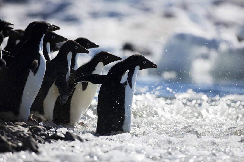 无人,横图,室外,白天,旅游,度假,海洋,美景,水,企鹅,野生动物,鸟类,景观,娱乐,自然,享受,休闲,景色,放松,摄影,自然风光,进入,南极洲,阿黛利企鹅,南极半岛,海滩,彩图,对焦,动物学