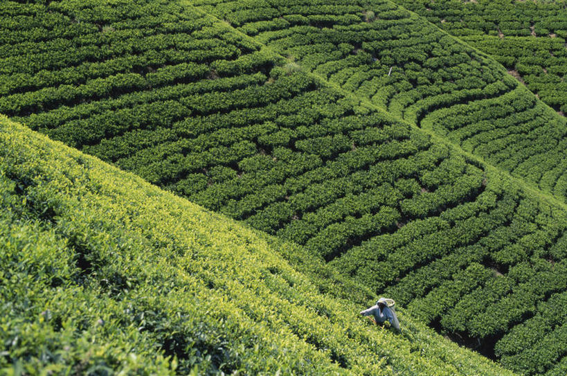 农场,横图,俯视,室外,白天,农业,农作物,美景,山,斯里兰卡,一排,整齐,景观,田地,茶叶,排列,绿色,风景,自然,职业,景色,摄影,生长,收获,队列,自然风光,种植园,努沃勒埃利耶,彩图,高角度拍摄