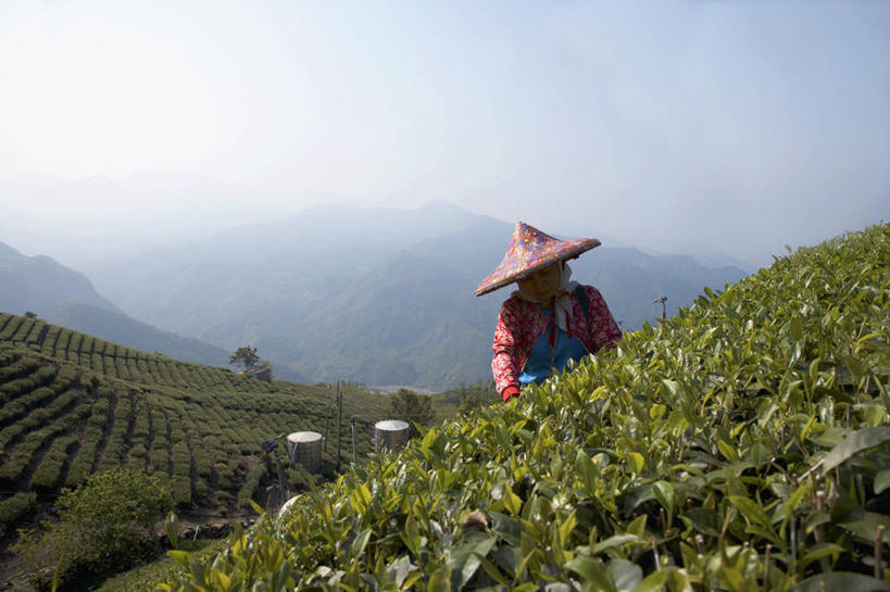 成年人,一个人,农民,站,横图,室外,白天,正面,农业,采摘,美景,山,山脉,茶,台湾,仅一个女性,地形,景观,田地,茶叶,工人,自然,职业,景色,摄影,收获,自然风光,种植园,阿里山国家风景区,员工,半身,彩图,传统服装,匠人,劳动者,体力工,传统文化