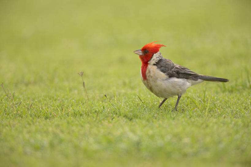 无人,横图,室外,白天,侧面,野生动物,美国,鸟类,草,绿色,自然,动物,摄影,栖息,北美,热带气候,考艾岛,夏威夷群岛,太平洋岛屿,彩图,对焦,动物学,红衣主教