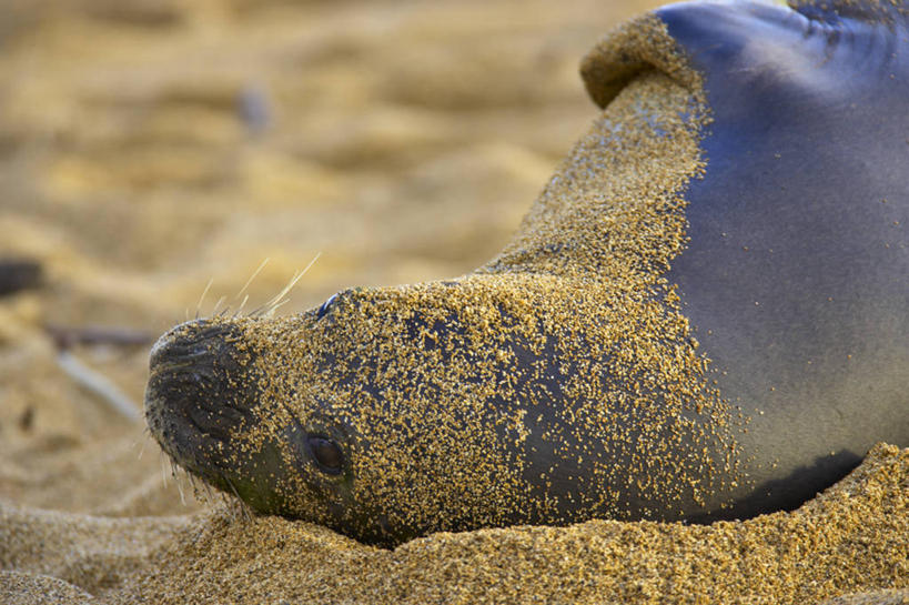 游泳,无人,横图,室外,白天,哺乳动物,海豹,野生动物,美国,沙子,自然,动物,休息,放松,摄影,北美,热带气候,考艾岛,夏威夷群岛,太平洋岛屿,夏威夷僧海豹,海滩,彩图,动物学