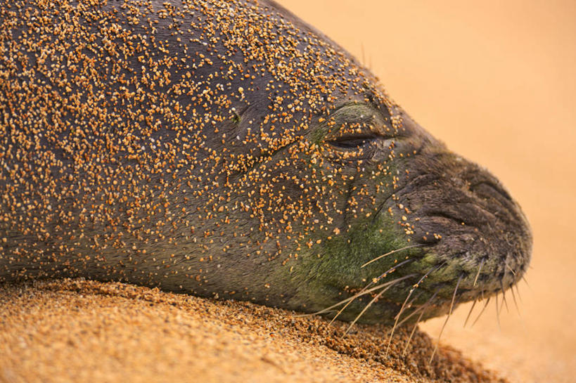 游泳,无人,横图,室外,白天,哺乳动物,海豹,野生动物,美国,沙子,自然,动物,休息,放松,摄影,北美,热带气候,考艾岛,夏威夷群岛,太平洋岛屿,夏威夷僧海豹,海滩,彩图,动物学