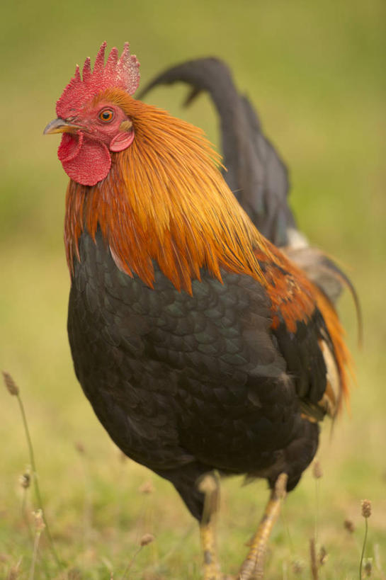 无人,农场,站,竖图,室外,白天,农业,鸡,野生动物,美国,鸟类,家禽,草,风景,自然,动物,摄影,栖息,牲畜,北美,热带气候,喙,考艾岛,夏威夷群岛,太平洋岛屿,公鸡,彩图,动物学