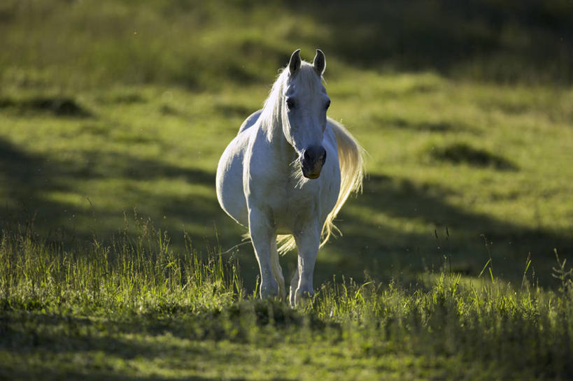 无人,横图,室外,白天,旅游,度假,牧场,美景,哺乳动物,马,野生动物,日光,加拿大,阴影,景观,田地,娱乐,白马,草,自然,动物,享受,休闲,家畜,景色,放松,摄影,牲畜,宁静,北美,自然风光,温哥华岛,大不列颠哥伦比亚,彩图,动物学