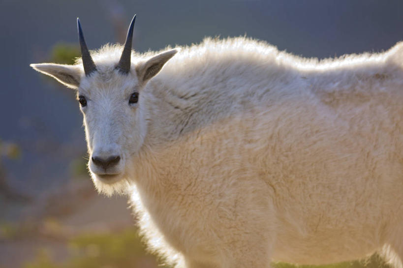 无人,公园,站,横图,室外,白天,侧面,旅游,度假,美景,哺乳动物,野生动物,美国,景观,娱乐,自然,动物,夏天,享受,休闲,景色,放松,摄影,食草动物,北美,北美洲,国家公园,自然风光,美洲,蒙大拿州,机敏,冰川国家公园,北亚美利加洲,亚美利加洲,蒙大拿,长空之乡,财富之州,冰河国家公园,野生白山羊,沃特顿冰川国际和平公园,山羊,彩图,美利坚合众国,沃特顿.冰川国际和平公园,动物学,好奇心,郊野公园