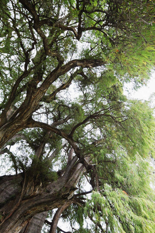 无人,竖图,室外,白天,仰视,树林,墨西哥,枝,树,摄影,拉丁美洲,奇瓦瓦州,彩图,低角度拍摄