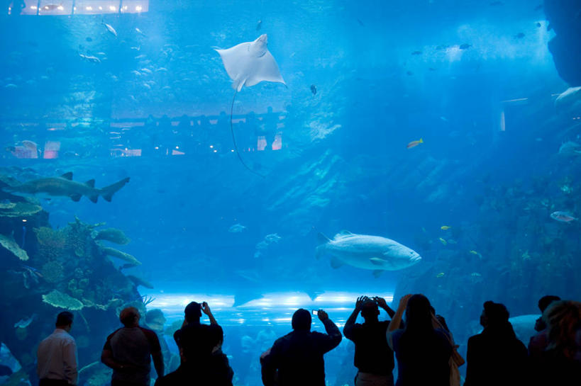 成年人,站,横图,室内,旅游,度假,商务,消费,水,行人,游客,游人,透明,鱼群,鱼缸,鱼类,路人,旅客,水族馆,拍照,零售,探索,摄影,观看,中东,阿拉伯联合酋长国,迪拜,波斯湾,过客,迪拜购物中心,男人,女人,彩图,购物中心