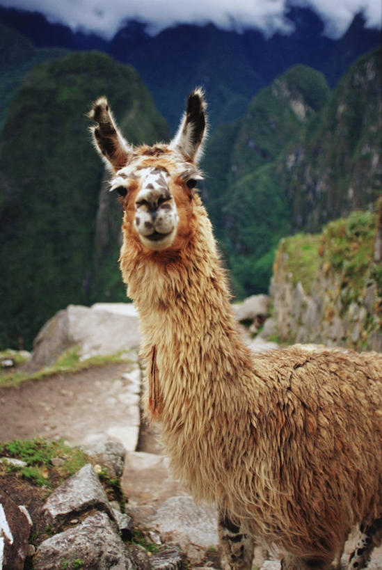 无人,竖图,室外,特写,白天,山,哺乳动物,野生动物,秘鲁,褐色,历史,骆驼,动物,地标建筑,家畜,南美,可爱,摄影,牲畜,活泼,食草动物,拉丁美洲,羊驼,马丘比丘,沙漠之舟,驼羊,美洲驼,颈,彩图,动物学,好奇心,过去