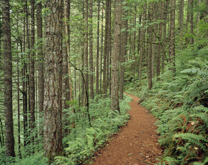 无人,横图,室外,白天,旅游,树林,美国,小路,树,树干,风景,自然,摄影,生长,宁静,蕨类,俄勒冈州,哥伦比亚河谷,彩图,旅行