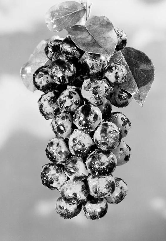 无人,竖图,黑白,室外,特写,白天,水,叶子,水滴,古典,串,夏天,摄影,清新,健康食物,秋天,红葡萄