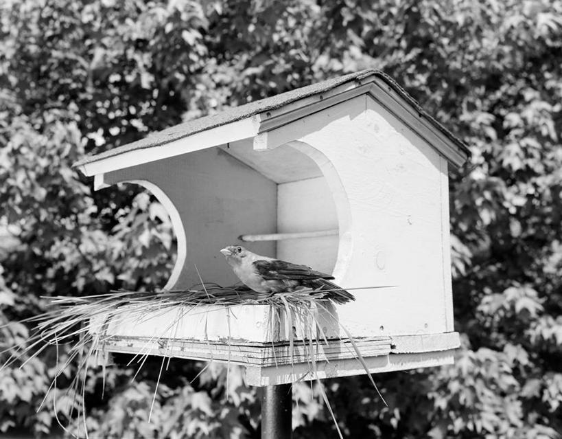 无人,横图,黑白,室外,特写,白天,木制,鸟类,鸟巢,稻草,枝,笼子,鸟笼,古典,摄影,栖息