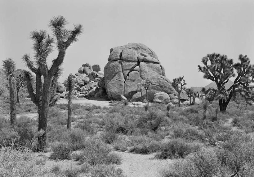 无人,横图,黑白,室外,白天,旅游,度假,美景,美国,地形,景观,娱乐,草,风景,自然,享受,休闲,景色,放松,摄影,生长,宁静,加利福尼亚,自然风光,坚持,丝兰