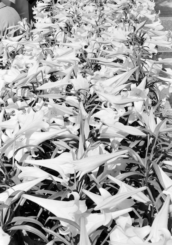 无人,竖图,黑白,室外,特写,白天,植物,叶子,丰富,花坛,花蕾,花,摄影,生长