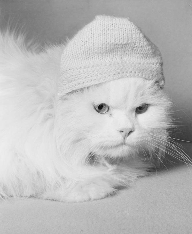 无人,躺,竖图,黑白,室内,特写,白天,纯洁,宠物,帽子,波斯猫,白色,可爱,童年,童趣,摄影,幽默,童真,烂漫,无邪,编织帽,柔和,天真,半身