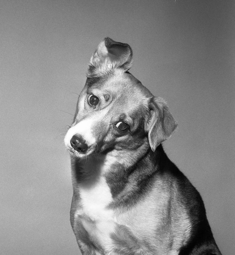 无人,竖图,黑白,纯洁,复古,宠物,狗,灰色背景,灰色,可爱,童年,童趣,摄影,肖像,童真,烂漫,无邪,天真,信任,半身,影棚拍摄