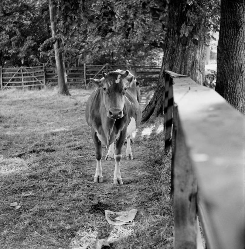 无人,横图,竖图,黑白,室外,白天,牧场,美景,美国,景观,篱笆,乳牛,草,树,自然,家畜,景色,摄影,牲畜,自然风光,母牛