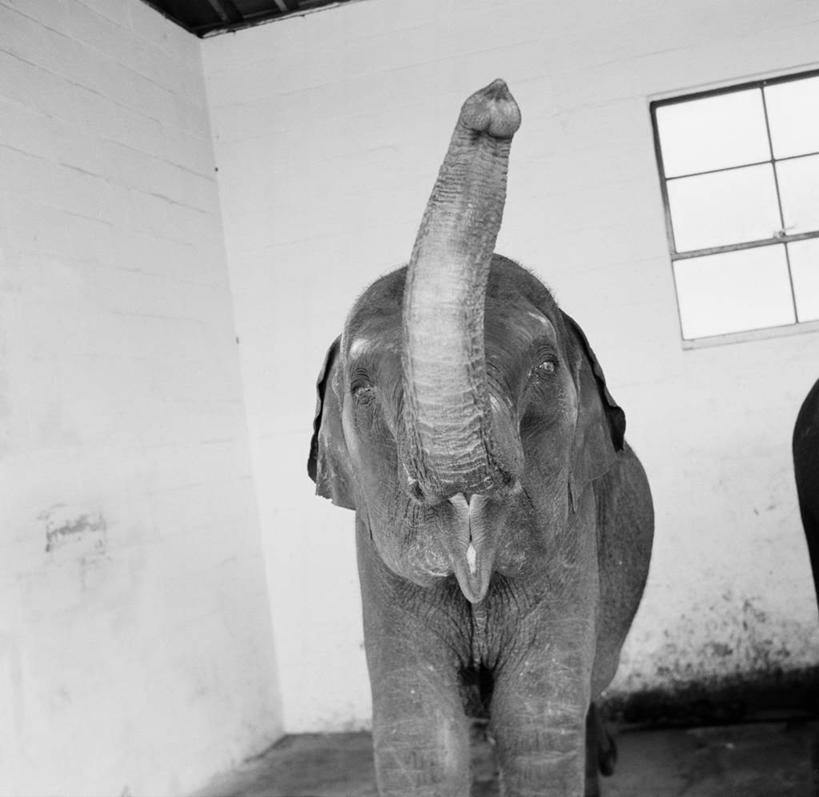 无人,横图,竖图,黑白,室内,白天,复古,窗户,咆哮,墙,马厩,摄影,象