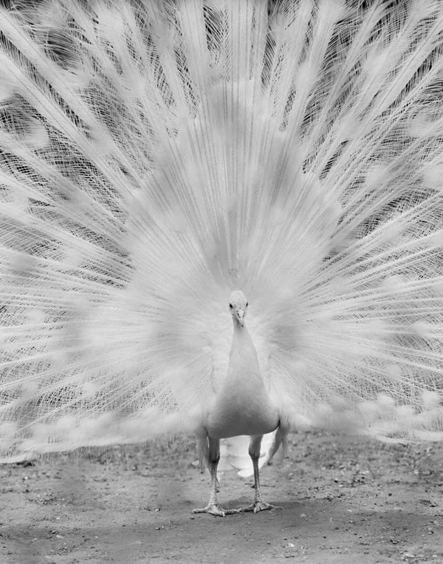 无人,站,竖图,黑白,室外,白天,正面,骄傲,美景,孔雀,野生动物,美国,尾巴,景观,自然,景色,摄影,自然风光