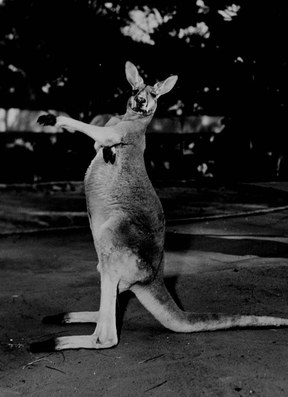 无人,竖图,黑白,室外,白天,侧面,袋鼠,野生动物,美国,扭头,注视,自然,观察,看,转头,摄影,观看,察看,关注,肖像