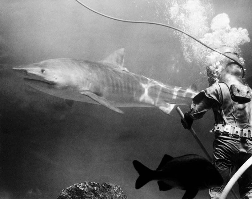 游泳,两个人,横图,黑白,美国,朦胧,模糊,鱼缸,地面,鱼类,自然,动物,两只,摄影,虎鲨,清洗