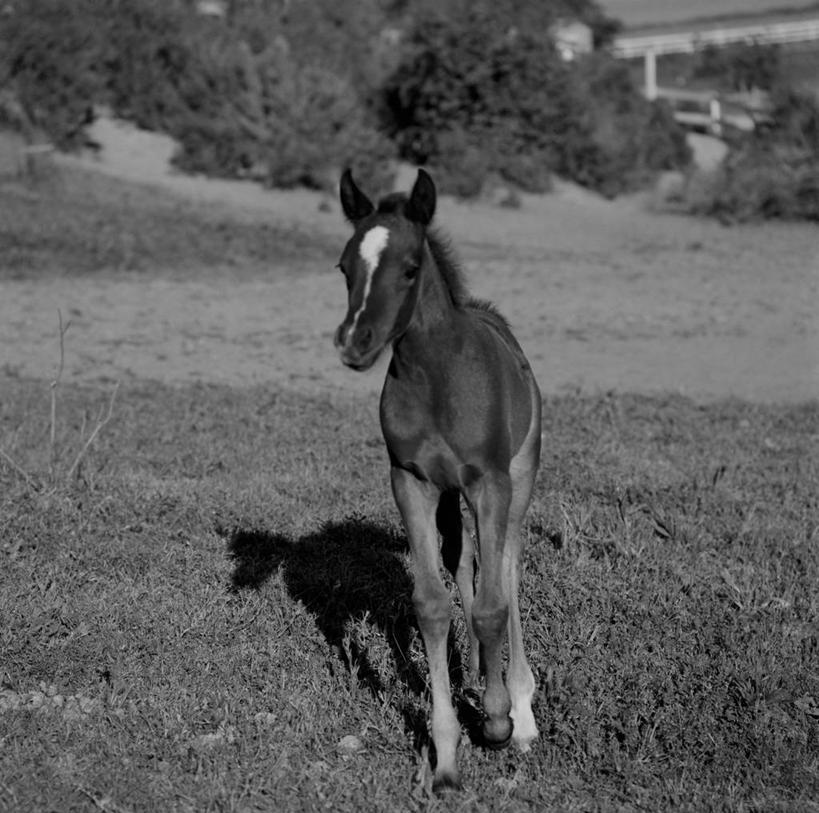 无人,站,横图,方图,黑白,室外,白天,正面,旅游,度假,美景,植物,哺乳动物,马,野生动物,美国,阴影,景观,田地,娱乐,草,自然,动物,享受,休闲,家畜,景色,放松,摄影,宁静,自然风光,驹,独处