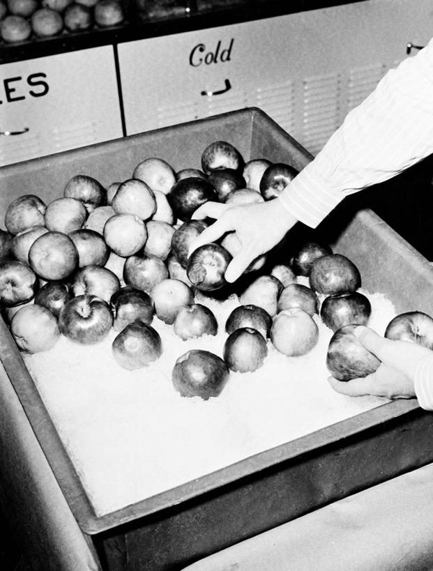 成年人,手,一个人,竖图,俯视,黑白,室内,特写,商务,消费,苹果,水果,美国,丰富,文字,食品,市场,拿着,货摊,饮食,零售,人体,摄影,部分,清新,选择,健康食物,四肢,冷却器,手臂,高角度拍摄