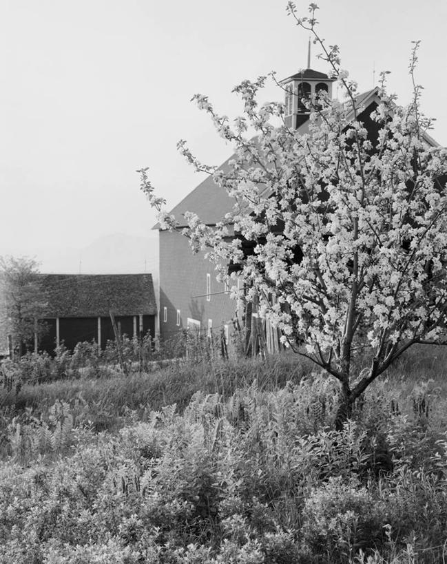 无人,果园,农场,竖图,黑白,室外,白天,农业,建筑,美国,房屋,花朵,树,春天,摄影,生长,苹果树,农舍