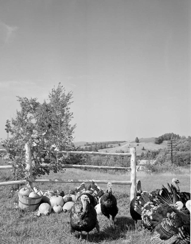 无人,农场,竖图,黑白,室外,白天,农业,美景,南瓜,美国,丰富,木栅栏,地平线,景观,田地,辽阔,地面,饮食,树,自然,广阔,景色,摄影,牲畜,收获,宁静,一望无际,自然风光,延伸,天地相交,无边无际,一马平川,秋天