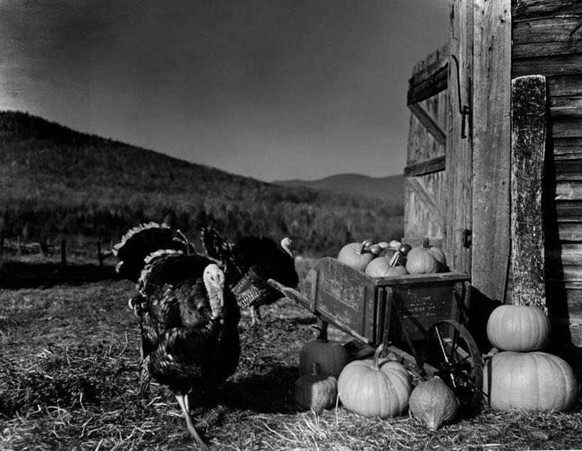 无人,站,横图,黑白,室外,白天,农业,美景,山,建筑,南瓜,美国,堆叠,丰富,景观,饮食,自然,动物,两只,景色,摄影,牲畜,收获,堆,自然风光,独轮手推车,秋天