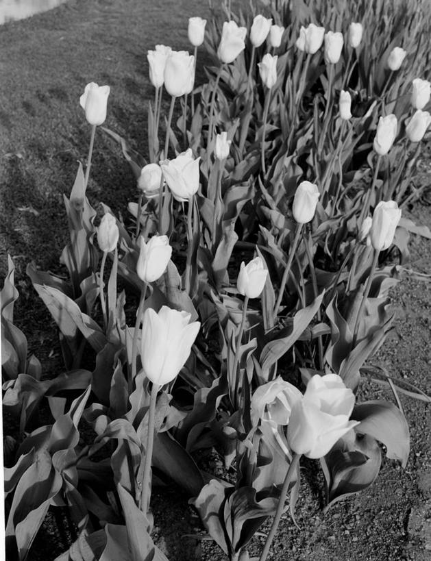 无人,竖图,俯视,黑白,室外,白天,草坪,美国,花坛,风景,自然,摄影,生长,高角度拍摄