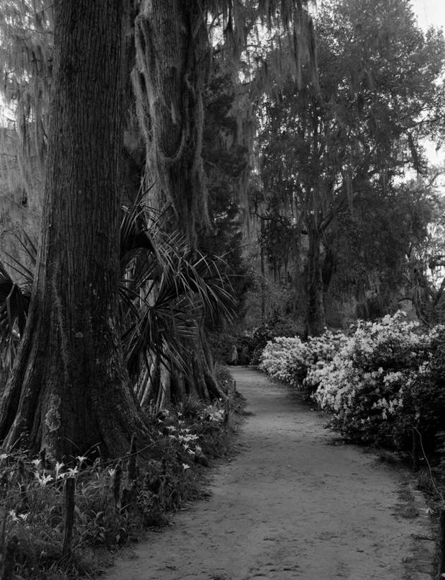 无人,植物园,竖图,黑白,室外,白天,美景,柏树,美国,景观,小路,花,风景,自然,景色,摄影,灌木,自然风光,花园路