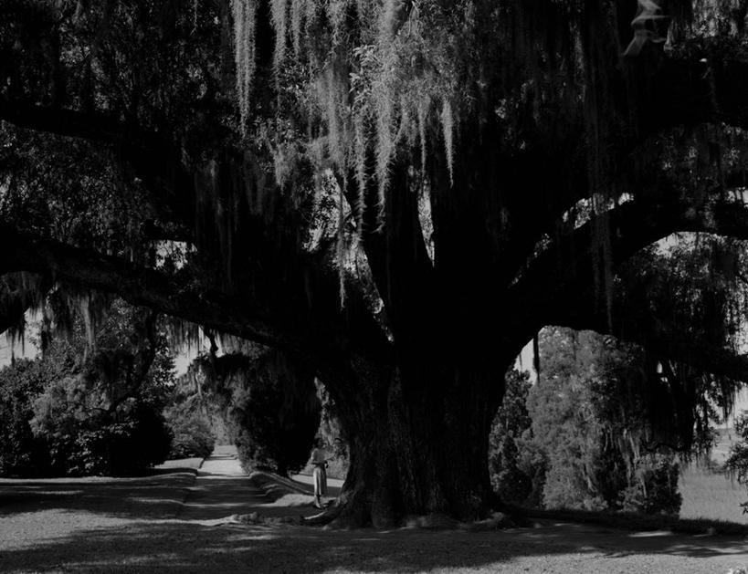 无人,植物园,横图,黑白,室外,白天,美国,自然,摄影,生长,北美,北美洲,美洲,南卡罗来纳州,北亚美利加洲,亚美利加洲,南卡罗来纳,扇榈之州,矮棕榈之州,美利坚合众国