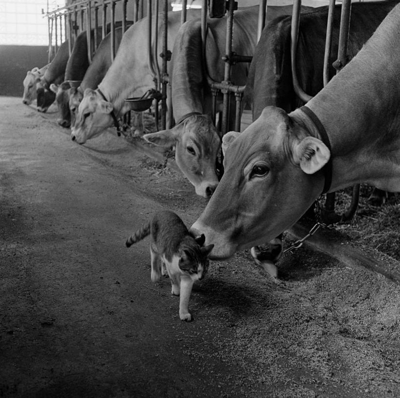 无人,横图,方图,黑白,室内,白天,宠物,猫,美国,弯腰,检查,分析,闻,棚,摄影,牲畜,幽默,越过,步行,家牛,好奇心