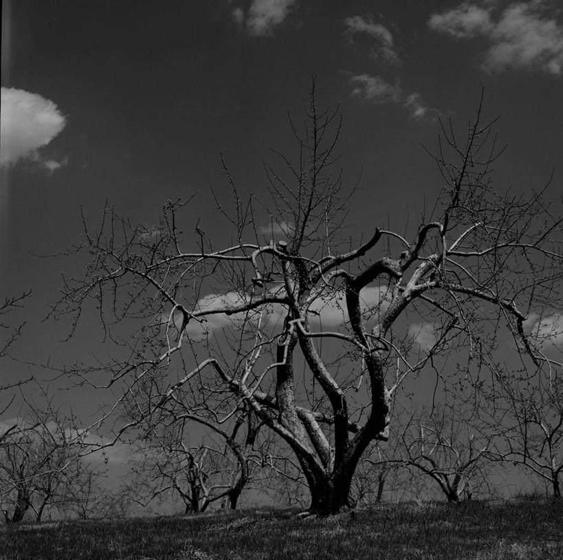 无人,果园,横图,方图,黑白,室外,白天,农业,美景,美国,景观,自然,景色,摄影,宁静,自然风光,苹果树