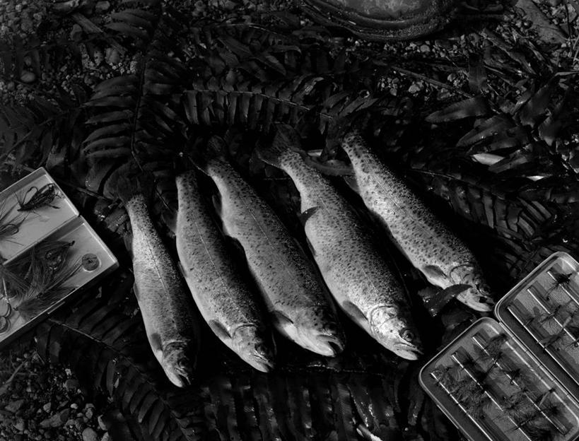 无人,躺,横图,俯视,黑白,室外,特写,白天,渔业,美国,一排,整齐,盒子,排列,摄影,虹鳟鱼,队列,高角度拍摄