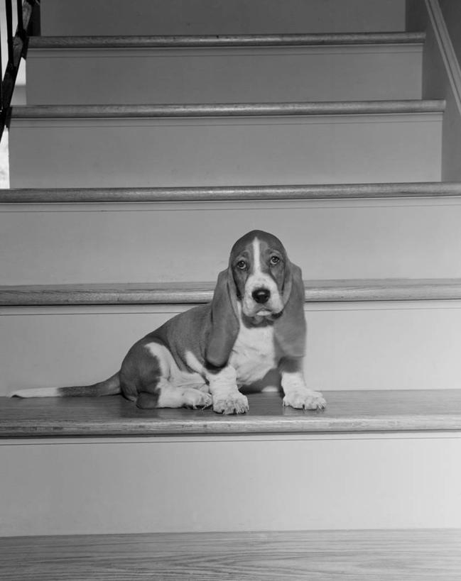 无人,坐,竖图,黑白,室内,侧面,纯洁,懒惰,宠物,狗,美国,可爱,童年,童趣,摄影,肖像,童真,烂漫,无邪,矮脚猎犬,厌倦,天真