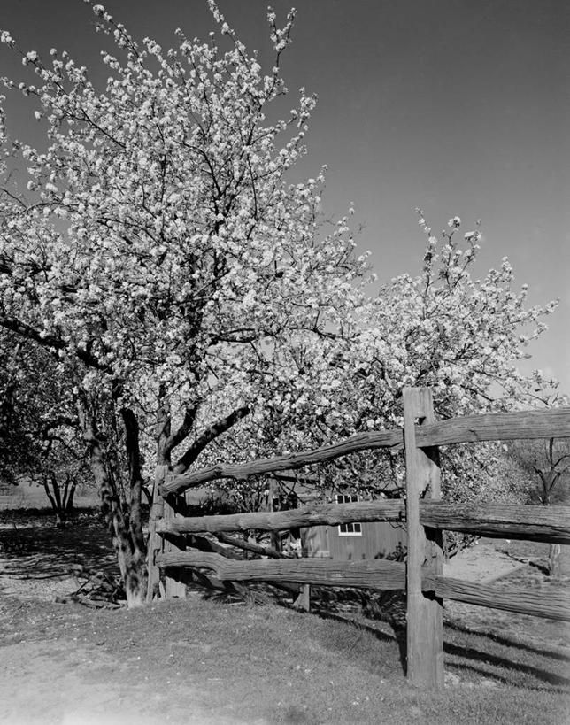 无人,竖图,黑白,室外,白天,旅游,度假,美景,美国,木制,景观,篱笆,古典,娱乐,花,花朵,风景,自然,享受,休闲,景色,放松,摄影,自然风光,苹果树,宾夕法尼亚
