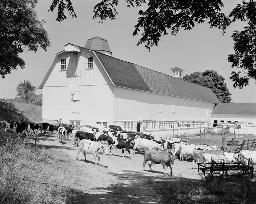 无人,农场,横图,黑白,室外,白天,农业,美景,美国,许多,阴影,景观,枝,很多,古典,自然,家畜,景色,摄影,牲畜,自然风光,新泽西,母牛,牛顿,家牛