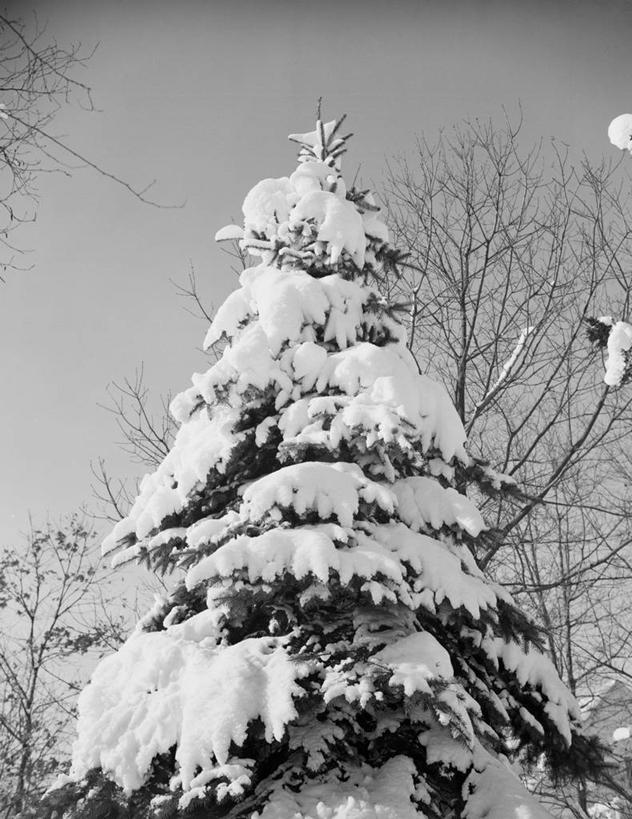 无人,竖图,黑白,室外,白天,仰视,雪,美国,冬天,古典,树,天空,自然,寒冷,摄影,树梢,针叶树,低角度拍摄