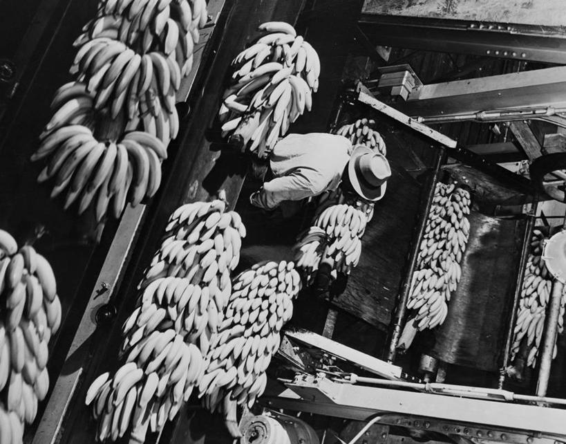 成年人,一个人,工厂,站,横图,俯视,黑白,室内,白天,衬衫,农业,生产线,帽子,水果,美国,仅一个男性,朦胧,模糊,古典,饮食,职业,工业,摄影,收获,传送带,食品加工厂,半身,高角度拍摄