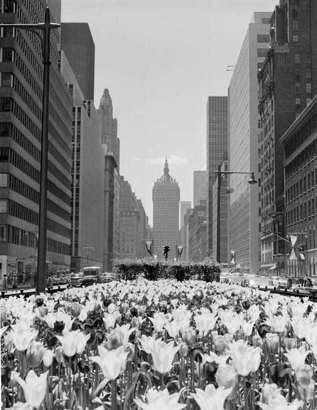 无人,竖图,黑白,室外,白天,天际线,建筑,街道,摩天大楼,郁金香,纽约,美国,花坛,摄影,生长,公园大道