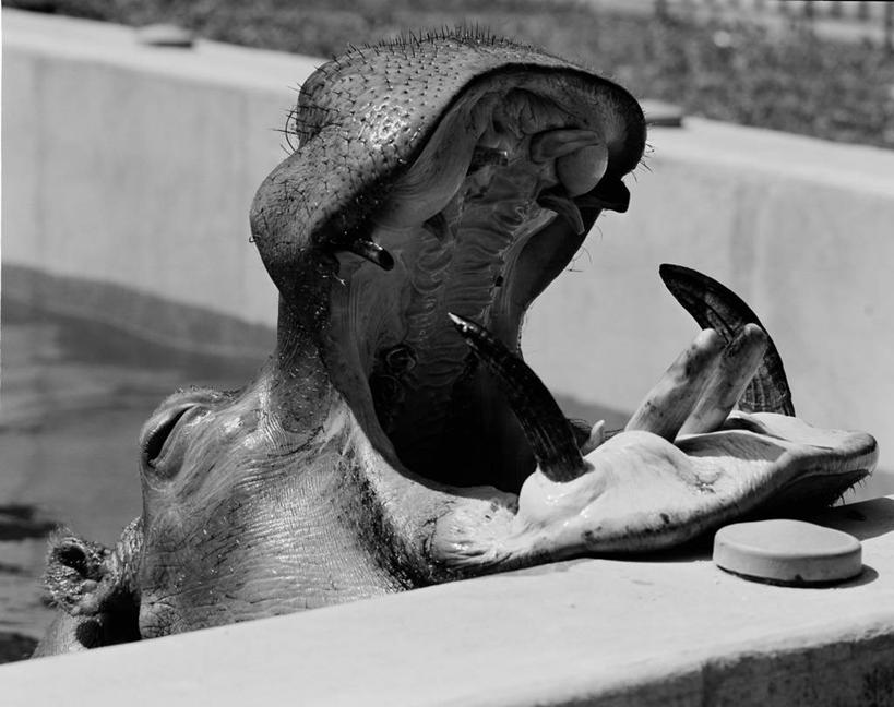 无人,动物园,横图,俯视,黑白,室外,特写,白天,河马,美国,古典,打开,放松,摄影,头像,宁静,开启,死水,彩图,高角度拍摄