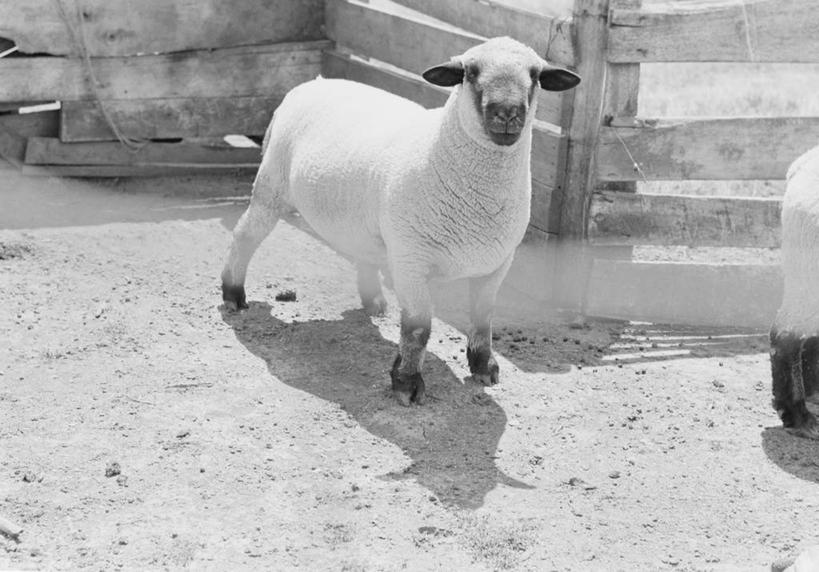 无人,站,横图,黑白,室外,白天,农业,日光,美国,篱笆,动物,两只,家畜,摄影,牲畜,宁静,部分,羊圈,绵羊,彩图