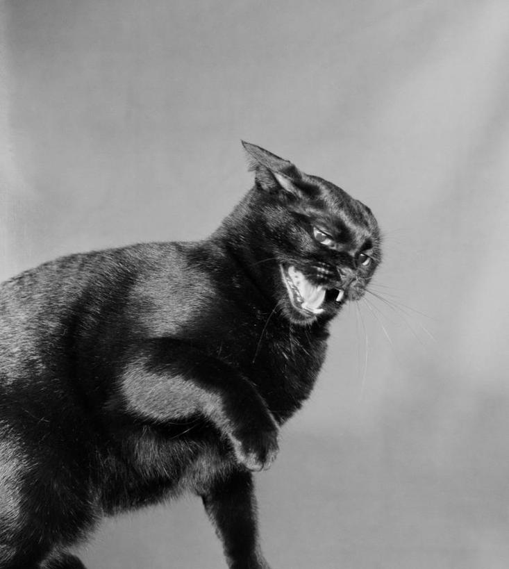 无人,坐,竖图,黑白,宠物,生气,光线,光芒,手势,张嘴,家畜,摄影,进攻,张大嘴巴,张开嘴,影棚拍摄,打手势