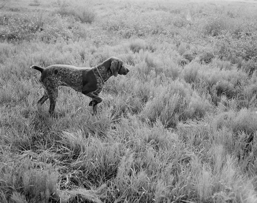 无人,横图,黑白,室外,白天,侧面,狗,美国,捕食,猎犬,古典,闻,草,摄影,专心