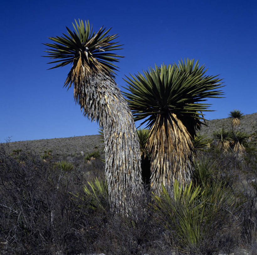 无人,公园,横图,方图,室外,白天,旅游,度假,美景,植物,美国,锐利,地平线,景观,辽阔,地面,娱乐,树,风景,自然,享受,休闲,广阔,景色,放松,摄影,生长,灌木,宁静,一望无际,锋利,尖锐,北美,北美洲,国家公园,自然风光,延伸,德克萨斯州,美洲,德克萨斯,万里无云,得州,德州,得克萨斯州,孤星之州,天地相交,北亚美利加洲,亚美利加洲,大弯国家公园,丝兰,无边无际,一马平川,大本德国家公园,彩图,美利坚合众国,郊野公园