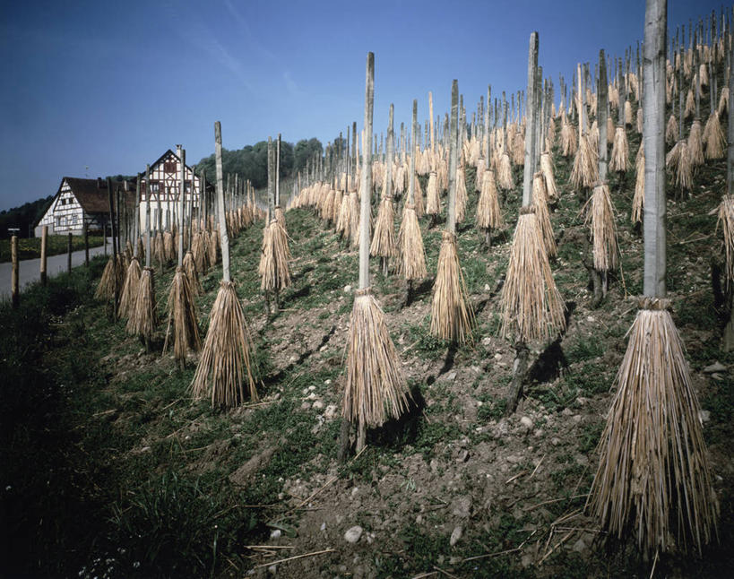 无人,横图,室外,白天,农业,农作物,美景,植物,瑞士,欧洲,覆盖,丰富,房屋,景观,稻草,葡萄园,风景,自然,木桩,景色,摄影,生长,保护,自然风光,中欧,万里无云,瑞士联邦,苏黎世州,农舍,彩图