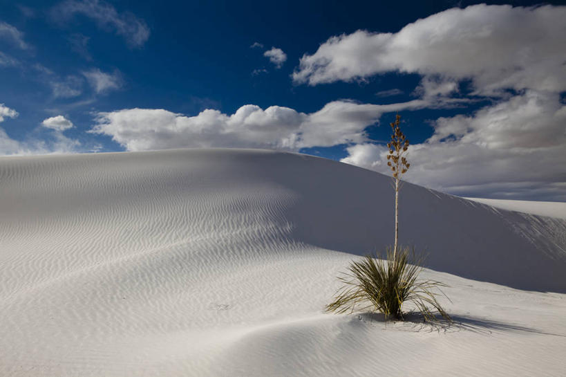 无人,公园,横图,室外,白天,沙漠,日光,美国,沙子,云,沙丘,草,白色,风景,自然,摄影,生长,宁静,北美,北美洲,国家公园,简单,决心,美洲,新墨西哥,新墨西哥州,北亚美利加洲,亚美利加洲,迷人之地,迷人之州,白沙国家纪念碑,白沙国家公园,彩图,美利坚合众国