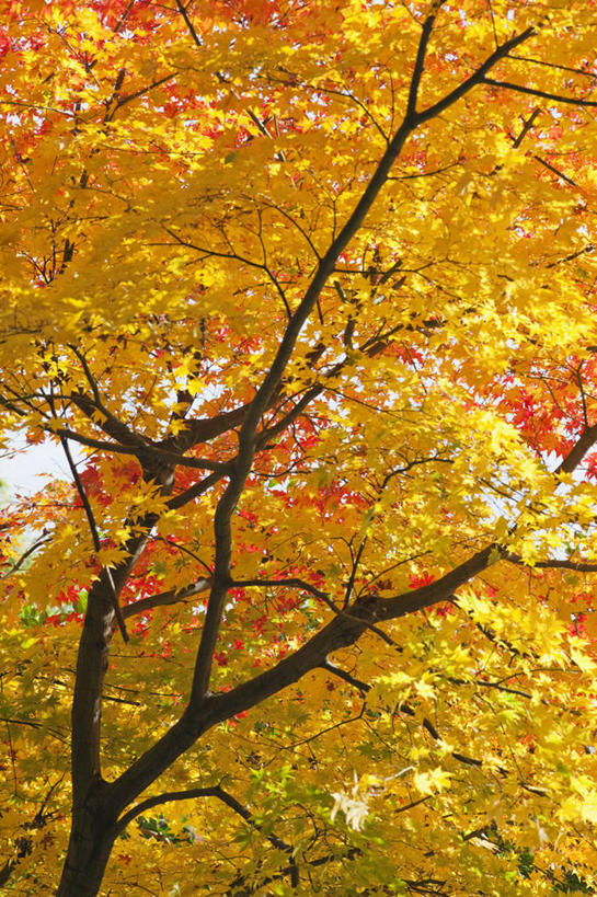 无人,竖图,室外,白天,仰视,旅游,度假,美景,枫树,日本,亚洲,景观,枫叶,枝,娱乐,风景,自然,享受,休闲,景色,放松,季节,摄影,京都府,宁静,自然风光,东亚,本州,本州岛,日本国,近畿地方,近畿,岚山,秋天,彩图,低角度拍摄